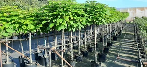 Catalpa bignonoides Nana Kugeltrompetenbaum Trompetenbaum Kugel Stamm Kugelbaum - Bild 1 von 11
