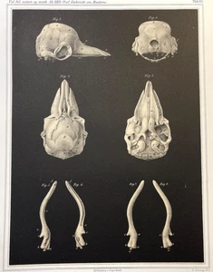 Bird Skull Print 1800s Antique Zoological Bookplate Illustration on Black - Picture 1 of 12