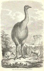 Moa (Dinornis) und Kiwi (Apteryx australis)