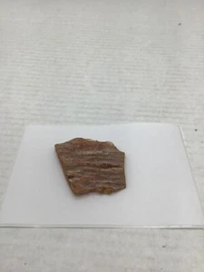Frammento di legno grezzo pietrificato esemplare fossile naturale per collezionisti o artigianato - Foto 1 di 6
