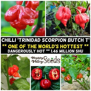 CHILLI Trinidad Scorpion Butch T Red 8 CHILI Seeds EXTREME HOT SPICY Vegetable