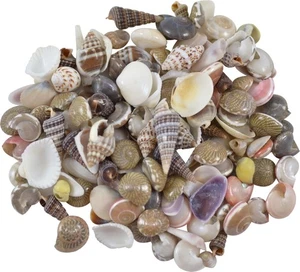 Indian Mix Assorted Craft Seashells Tiny up to .25" (1 Kilo) (appx. 3000 pc) - Picture 1 of 1