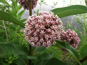 Common Milkweed Seeds, Attract Monarch Butterflies, Native Wildflower, Easy Grow - Picture 1 of 2