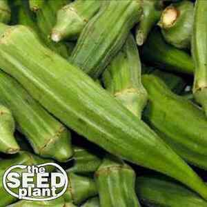 Clemson Spineless Okra Seeds - 50 SEEDS NON-GMO