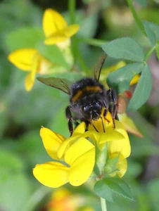 CASSIA OCCIDENTALIS SAMEN Kassodbaum 10 bis 50 SAMEN  - Bild 1 von 3