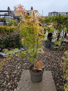 Acer Palmatum Japanese Maple Bonsai Tree | Acer Tree | Orange Dream In 3 L Pot - Picture 1 of 3