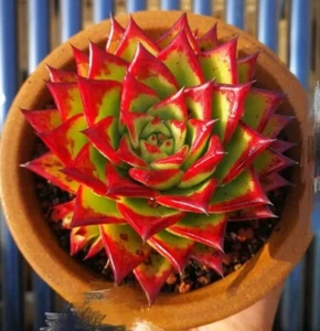 Echeveria Lipstick 6cm diameter succulent - Picture 1 of 6