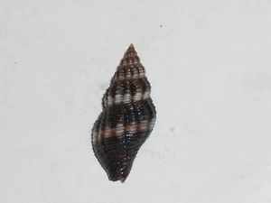 APLUS ASSIMILIS EXTRA MELANISTIC, MONSTER - Picture 1 of 2