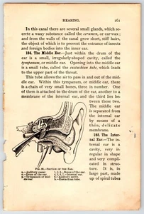 Hearing Human Ear Ephemera Human Anatomy Scientific Illustration Junk Journal - Picture 1 of 2