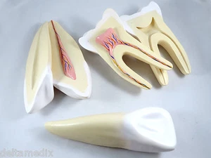 Modelo Profesional Anatomía Dental Médico GIGANTES Dientes Humanos Set IT-043 ARTMED - Imagen 1 de 2