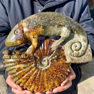 5,9LB Selten! Natürlicher Tentakel Ammonit FossilSpeci Heiler Muschel Madagaskar - Bild 1 von 19