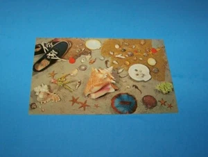 Shells Vintage Postcard - Picture 1 of 2