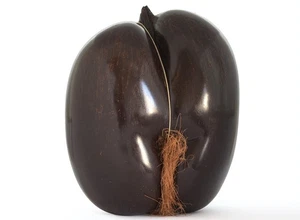 Coco de Mer o cocco di mare lucidatura alta Lodoicea maldivica 37x27x14 cm - Foto 1 di 5