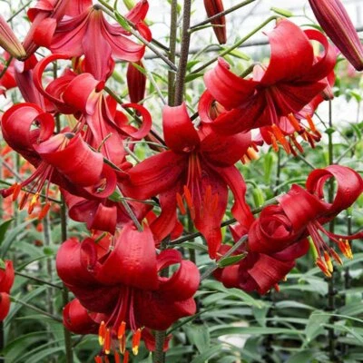 RED VELVET HUMMINGBIRD LILY FLOWER BULBS 4-5 FT TALL PERENNIAL LIVE PLANT FEEDER - Image 1 of 4