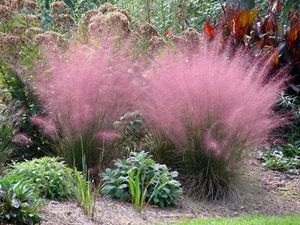 Muhlenbergia capillaris (Muhly Grass) 20 Seeds | RARE Meadow Flowers Outdoor UK  - Picture 1 of 4