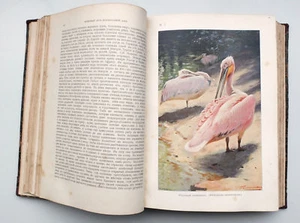 1902 Imperial Russian ANIMALS of AMERICA ASIA AUSTRALIA Book Illustrated - Picture 1 of 12