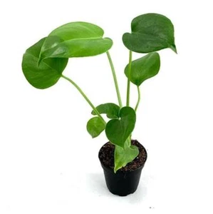 LIVE Monstera Deliciosa - 10-12" Rooted Split Leaf Healthy Plant  - Picture 1 of 4