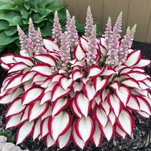 Hosta Plant Seeds 100Pcs White Red - Picture 1 of 5