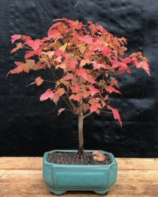 Trident Maple Bonsai Tree Live Plant Acer Buergerianum Deciduous Outdoor 7-9" H - Image 1 of 3