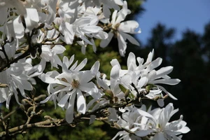 SAMEN der MAGNOLIE Baum bringt Blütenfreude im Frühling winterhart Gartenbaum. - Bild 1 von 1