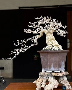 Bonsai Wrightia Religiosa | Bonsai Tree | Bonsai Water Jasmin | Red maple bonsai - Picture 1 of 2