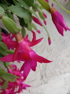 5 Rooted True Christmas Cactus Pink Schlumbergera Zygocactus - Ready to Plant - Picture 1 of 6