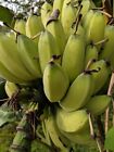 25 Musa balbisiana Seeds, Exotic Banana Seeds, Musa Seeds, Wild Banana Seeds