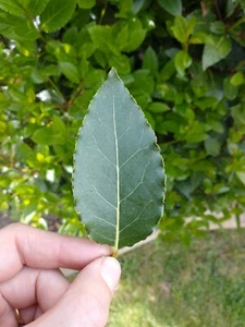 25 Fresh Italian Bay Leaves hand picked to order - Organic - Picture 1 of 3