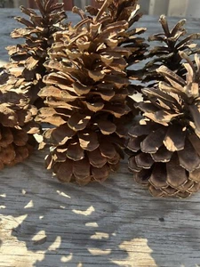 Langblättrige große Tannenzapfen 7-8" North Carolina 2024 Ernte 4 Stück Box - Bild 1 von 5