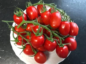 Tomatensamen Cocktailtomate "Mini Roma" "Roma Cherry" süß frische 10+ Samen! - Bild 1 von 11