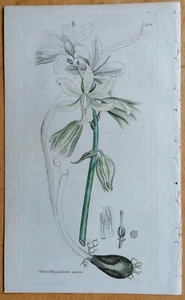 Sowerby Originaldruck Koloriert Botanik Ornithogalum - 1792# - Bild 1 von 1