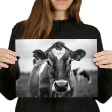 A4 BW - Beautiful Jersey Cow Cattle Poster 29.7X21cm280gsm #38047