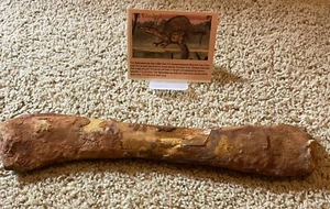 Spinosaurus Leg Humerus Morocco 16 Inches 40 cm - Picture 1 of 3