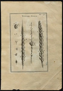 1719 - Froment (Espigas De Cereales) - Grabado Antiguo De Botánica (Tournefort) - Imagen 1 de 3