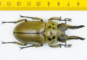 LUCANIDAE - Golden Stag - Allotopus moellenkampi moseri (73mm) - MALAYSIA - 5283 - Picture 1 of 1