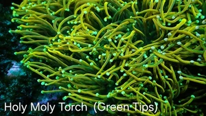 Holy Moly Torch (2 Heads) Coral, marine aquarium - Picture 1 of 4