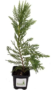 Cypress Leyland 3 Inch Pot - Picture 1 of 3