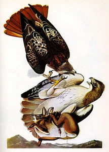 Audubon Red-Tailed Hawk 15x22 Hand Numbered Ltd. Edition Art Bird Print - Picture 1 of 1