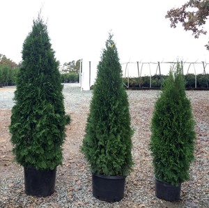 Thuja Evergreen Shrubs Bushes Hedges For Sale In Stock Ebay