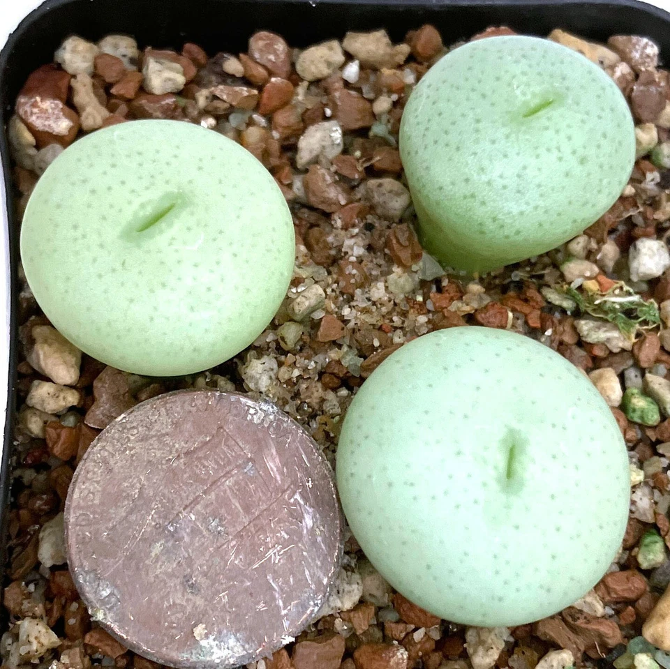 Planta Mesembs - Conophytum flavum 'percrassum' SH456 Umdau - ¡UNA planta de maceta! Foto 1 de 1