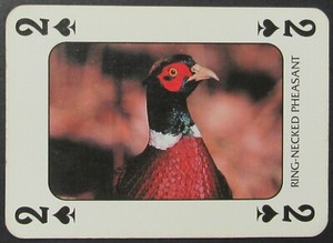 Ring Necked Pheasant Bird Single Swap Wide Playing Card 2 Spades
