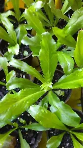 500+++ Culantro Seeds, Mexican Coriander Asian Ngò Gai Recao Shadow Beni, 2025 - Picture 1 of 2