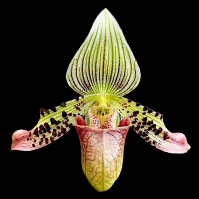 EN ESPIGA - Paphiopedilum argus x sib (olla de 2") Foto 1 de 4