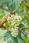Vitis vinifera Bianca 5L Eck 100-150, Weiße Weinrebe, robust & ertragreich