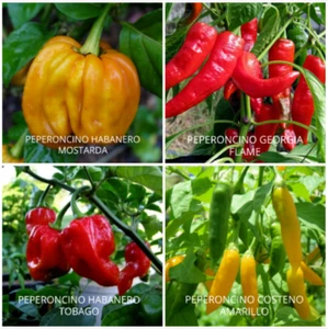 100 SEMI DI PEPERONCINO IN 4 VARIETÀ TRA LE PIÙ GUSTOSE E CALDE,, - Foto 1 di 1