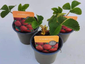 x3 Strawberry Fruit Plant 10.5cm/9cm - Picture 1 of 1