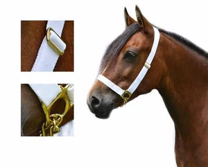1" Web Adj White In Hand Show Halter Chain Lead Welsh Cob C/D Traditional Cob - Picture 1 of 1