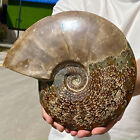 7,59 lb conque couleur naturelle spécimens d'ammonite de Madagascar