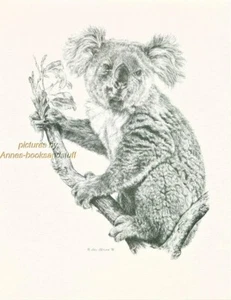 #145 KOALA * wildlife art print * pen & ink drawing by Jan Jellins - Picture 1 of 1