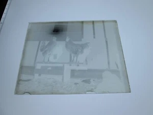 ONE (1) EARLY 1900s GLASS NEGATIVE: MAINE,  "TWO ROOSTERS??". - Picture 1 of 1